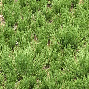 Rosemary Plants 497 3D Model