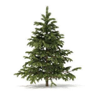 Pine Tree 3D Model 2.3m