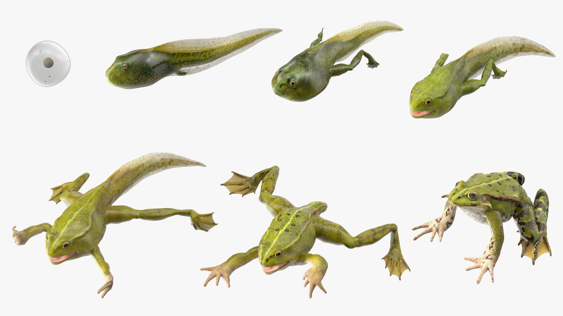Frog Life Cycle Stages Rigged for Cinema 4D