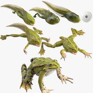 Frog Life Cycle Stages Rigged for Cinema 4D