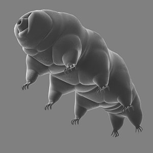 Tardigrade (Macrobiotus sapiens)