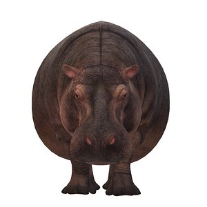 Hippopotamus 3D