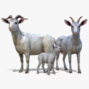 3D model Goat Family