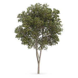 3d model austrian oak tree quercus