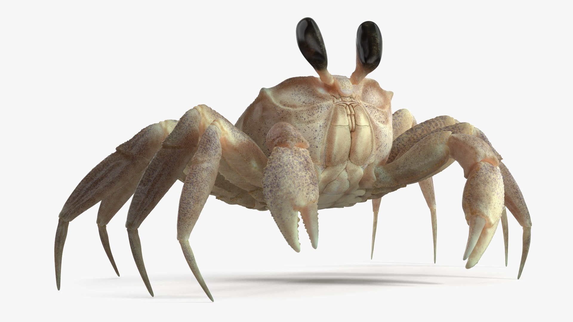 3D Atlantic Beach Crab Looking Pose Pink Beige https://p.turbosquid.com/ts-thumb/R4/8dnbOk/FL/atlantic_beach_crab_looking_pose_pink_beige_006/jpg/1750104914/1920x1080/fit_q87/34505a7be07083bc6a7745f2aefc5d75288481ab/atlantic_beach_crab_looking_pose_pink_beige_006.jpg