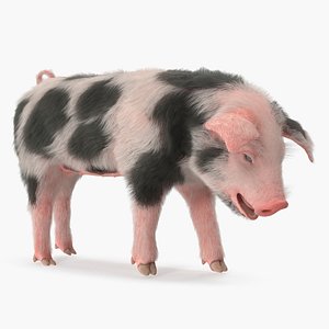 Pig Piglet Pietrain with Fur Standing Pose 3D Model