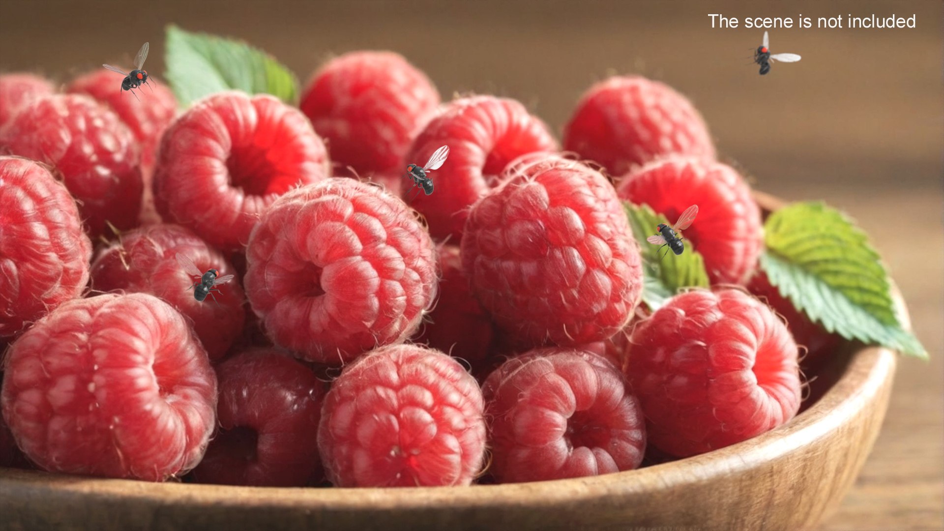 3D Vinegar Fly Black Rigged model https://p.turbosquid.com/ts-thumb/R4/NDPhyJ/Mn/vinegar_fly_black_rigged_008/jpg/1741459286/1920x1080/fit_q87/0952988cd0e0aa7d10fa37068e7b4a7fffd76aec/vinegar_fly_black_rigged_008.jpg