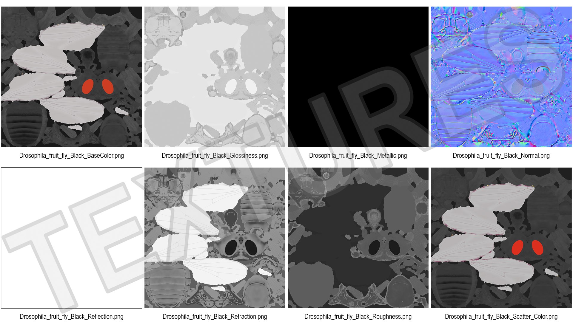 3D Vinegar Fly Black Rigged model https://p.turbosquid.com/ts-thumb/R4/NDPhyJ/bU/vinegar_fly_black_rigged_019/jpg/1741459325/1920x1080/fit_q87/5f77d2645529e8cbddb3e3a7f02c2ec1ac6dcc52/vinegar_fly_black_rigged_019.jpg