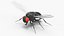 3D Vinegar Fly Black Rigged model