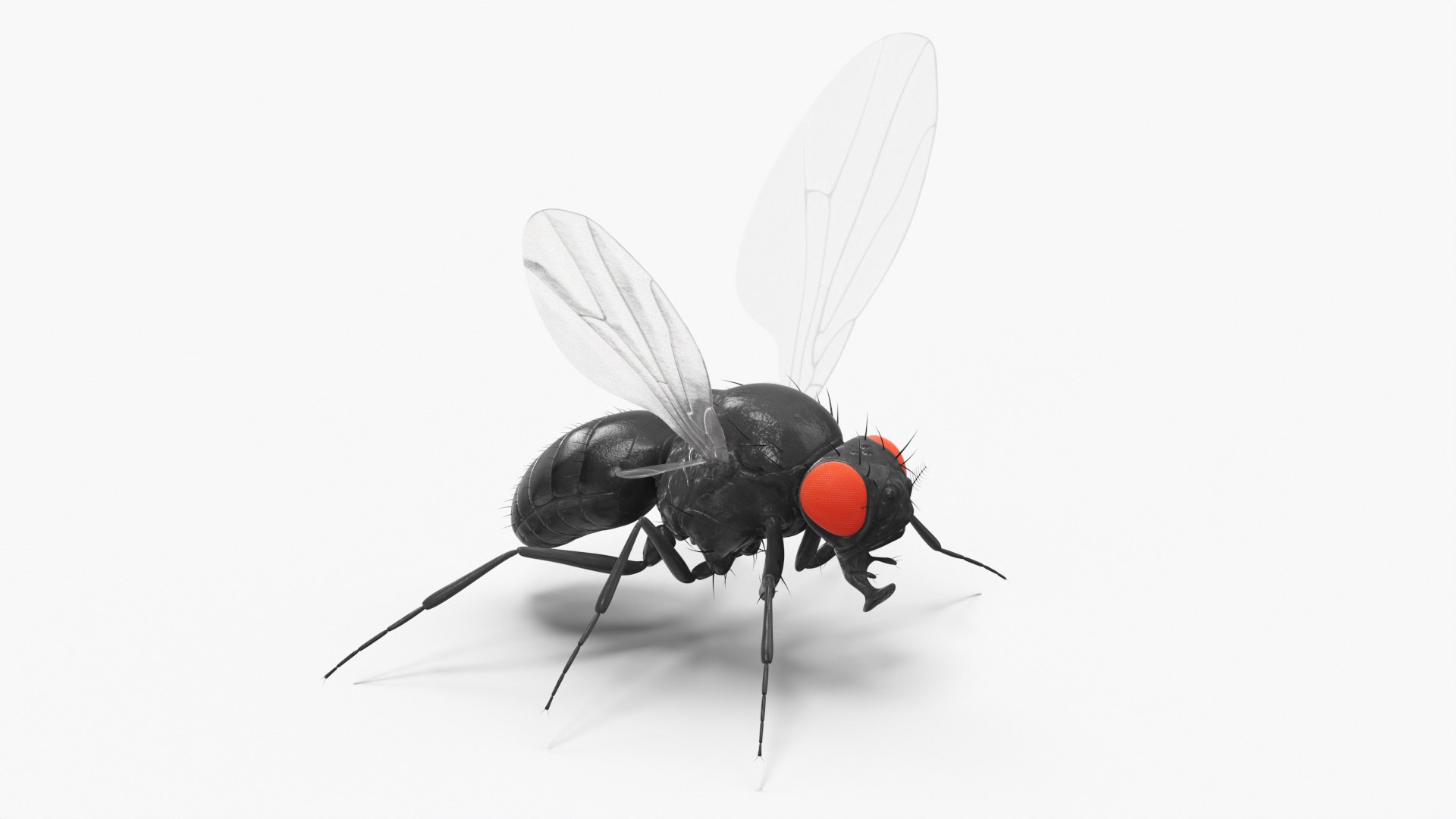 3D Vinegar Fly Black Rigged model https://p.turbosquid.com/ts-thumb/R4/NDPhyJ/mN/vinegar_fly_black_rigged_002/jpg/1741458977/1920x1080/fit_q87/686962534e7f73597052e282241a613850bd3585/vinegar_fly_black_rigged_002.jpg