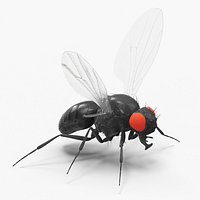 Vinegar Fly Black Rigged