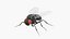 3D Vinegar Fly Black Rigged model