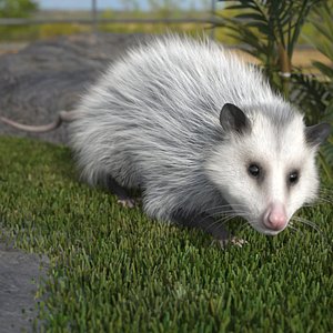 Opossum Walk and Dead Fur Animated Rigged for Cinema 4D model