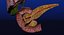 Hepato biliary tract pancreas gallbladder
