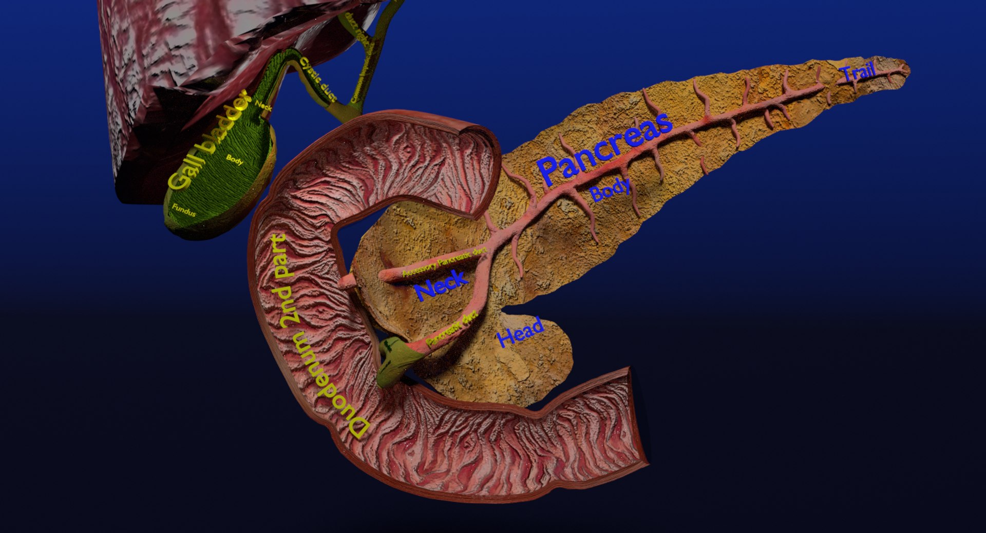 3D anatomy pancreas gall bladder https://p.turbosquid.com/ts-thumb/R4/Wzoc2e/9MDJUOnm/ps2/png/1550303870/1920x1080/fit_q87/5f8a4d734eb4482e8ce6ceca6adbbaebf7bb02f6/ps2.jpg