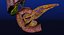 Hepato biliary tract pancreas gallbladder