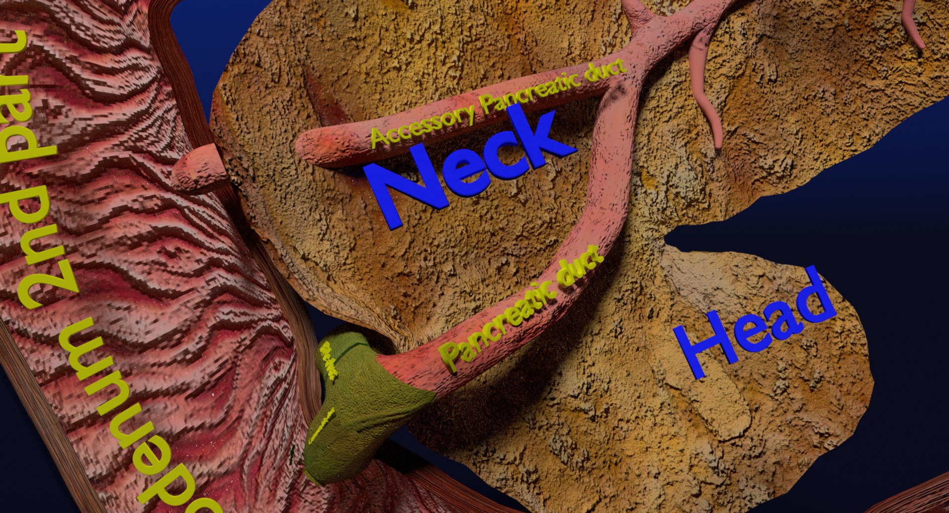 3D anatomy pancreas gall bladder https://p.turbosquid.com/ts-thumb/R4/Wzoc2e/J5cvUVWE/ps4/png/1550303870/1920x1080/fit_q87/ad5d186cf6b2ebd6f81956dea3ce42e1ef43e77c/ps4.jpg