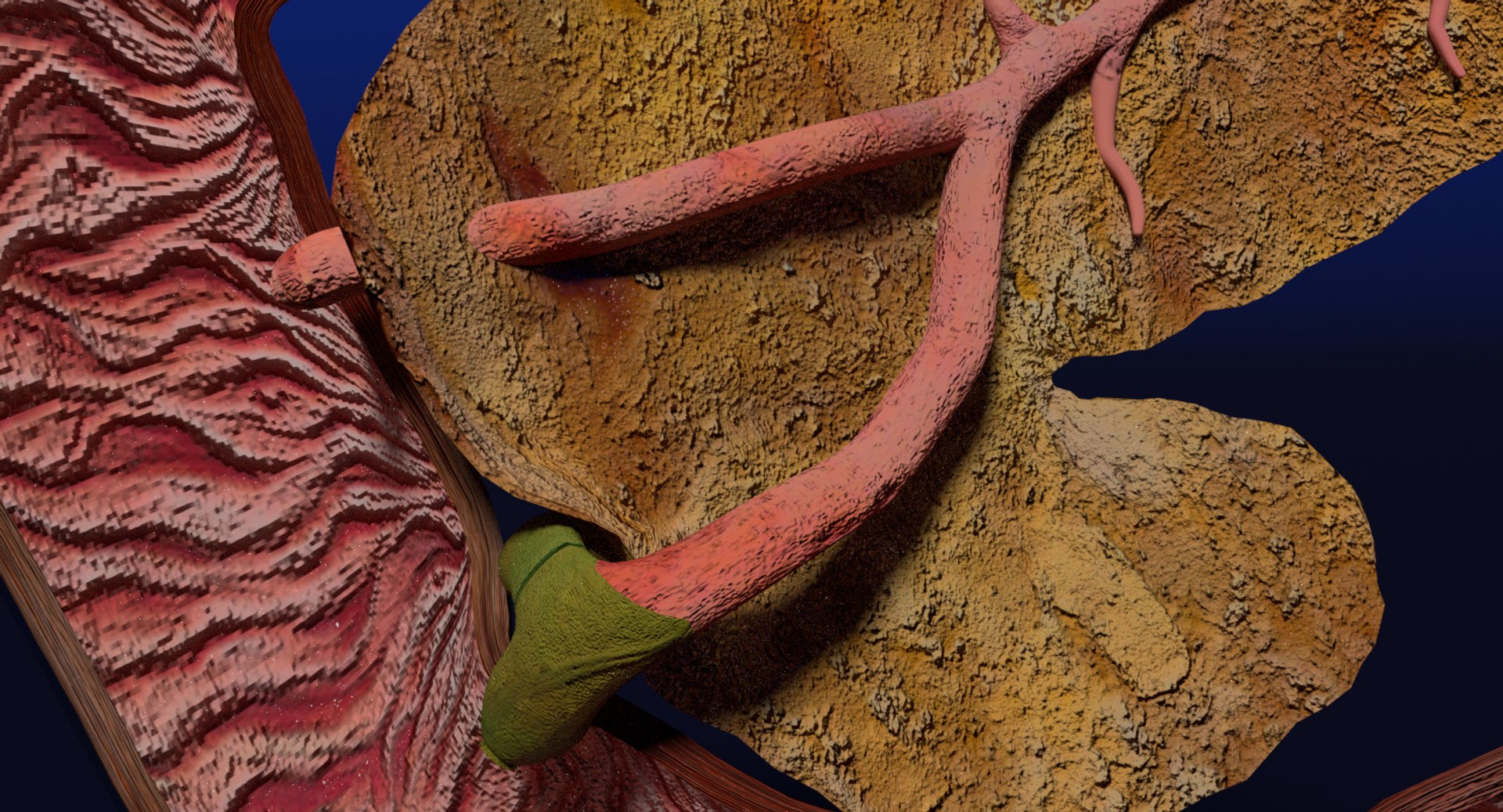 3D anatomy pancreas gall bladder https://p.turbosquid.com/ts-thumb/R4/Wzoc2e/LFTqDTNz/ps5/png/1550303870/1920x1080/fit_q87/61cd0ac6dc92a69a79e61a2293b6d66b09fa42ab/ps5.jpg
