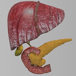 Hepato biliary tract pancreas gallbladder