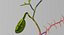 Hepato biliary tract pancreas gallbladder
