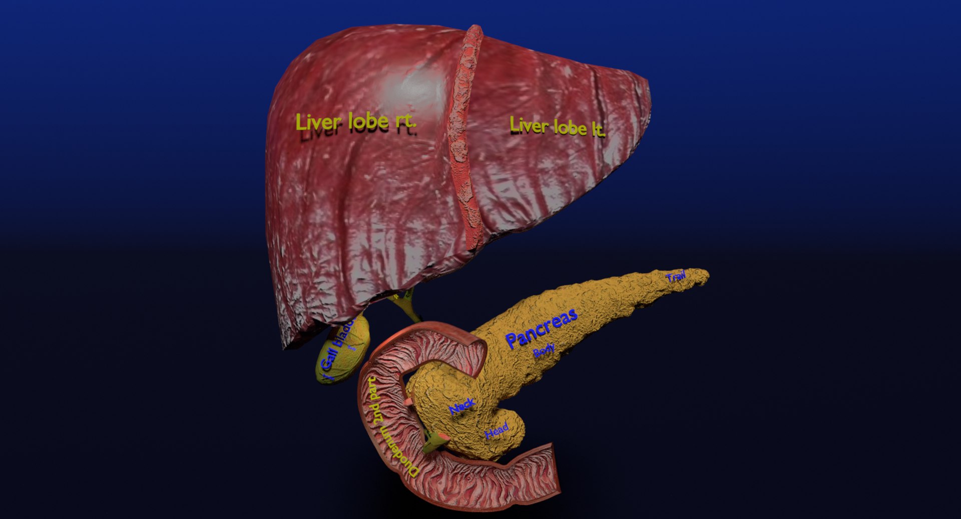 3D anatomy pancreas gall bladder https://p.turbosquid.com/ts-thumb/R4/Wzoc2e/U9dioluh/3/png/1550303912/1920x1080/fit_q87/1d9554b739a45c08577122377ce5d3c0ecbff8b0/3.jpg