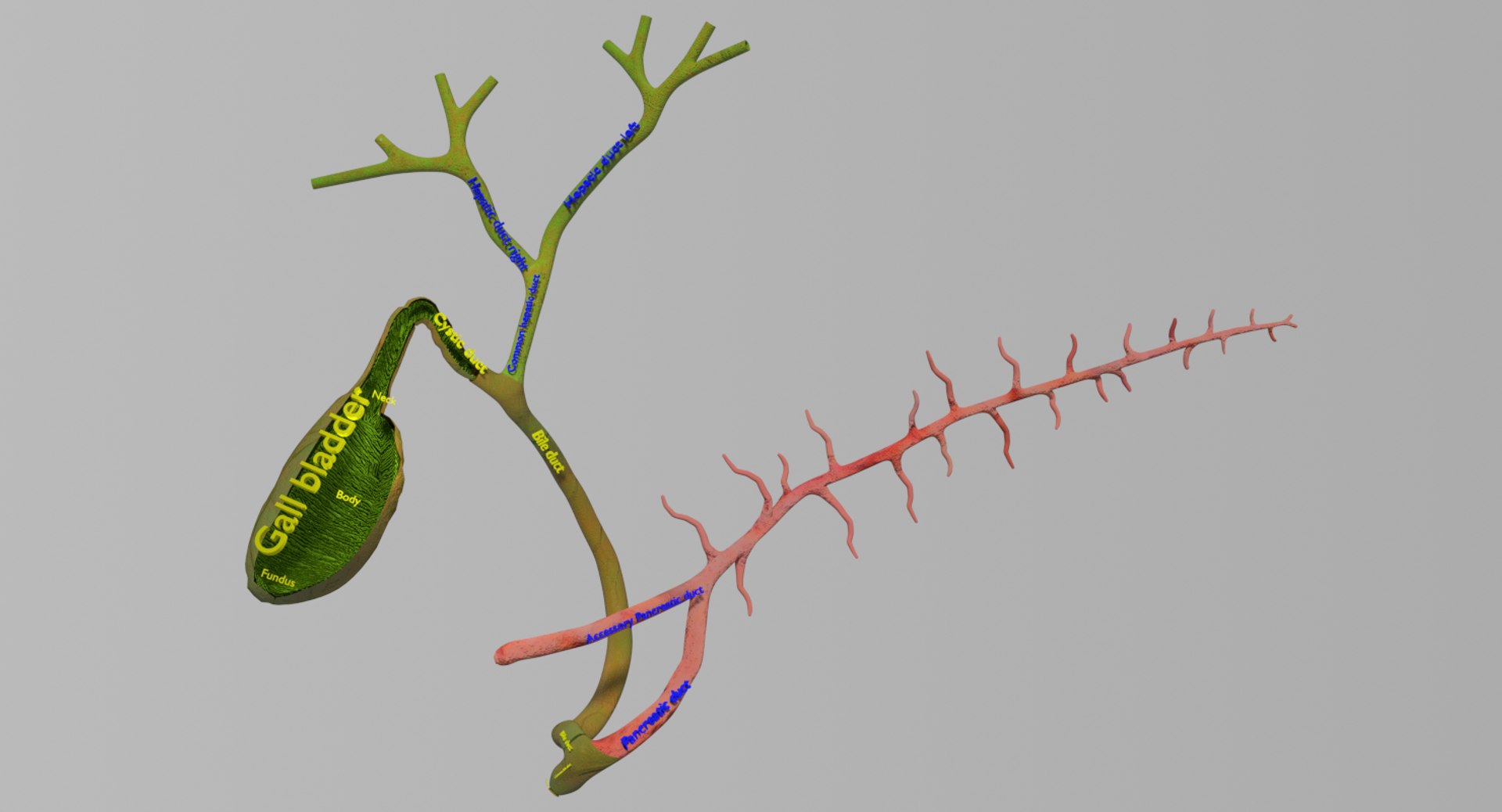 3D anatomy pancreas gall bladder https://p.turbosquid.com/ts-thumb/R4/Wzoc2e/k1FbdrKm/ps9/png/1550303870/1920x1080/fit_q87/931b00f21ee04569d6b65acdfdbf51fd32cc6d18/ps9.jpg
