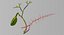 Hepato biliary tract pancreas gallbladder