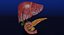 Hepato biliary tract pancreas gallbladder