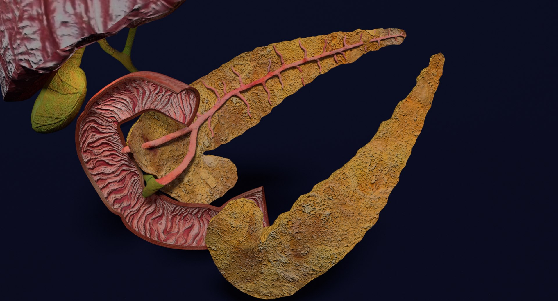 3D anatomy pancreas gall bladder https://p.turbosquid.com/ts-thumb/R4/Wzoc2e/kiXDglGd/ps15/png/1550303870/1920x1080/fit_q87/85c6311cca4a4e1a9f1f860a7ba994bab8863bf0/ps15.jpg