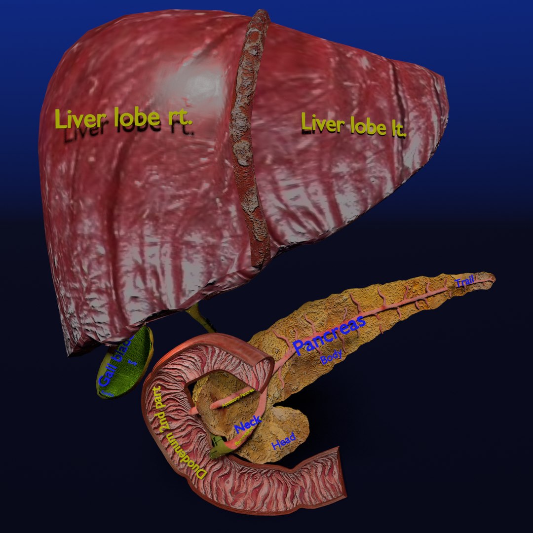 3D anatomy pancreas gall bladder https://p.turbosquid.com/ts-thumb/R4/Wzoc2e/m1H23Bm2/sigcs/png/1550303495/1920x1080/fit_q87/f661871acf42df04cb979da4c8d441ae4cf4258a/sigcs.jpg