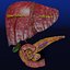Hepato biliary tract pancreas gallbladder