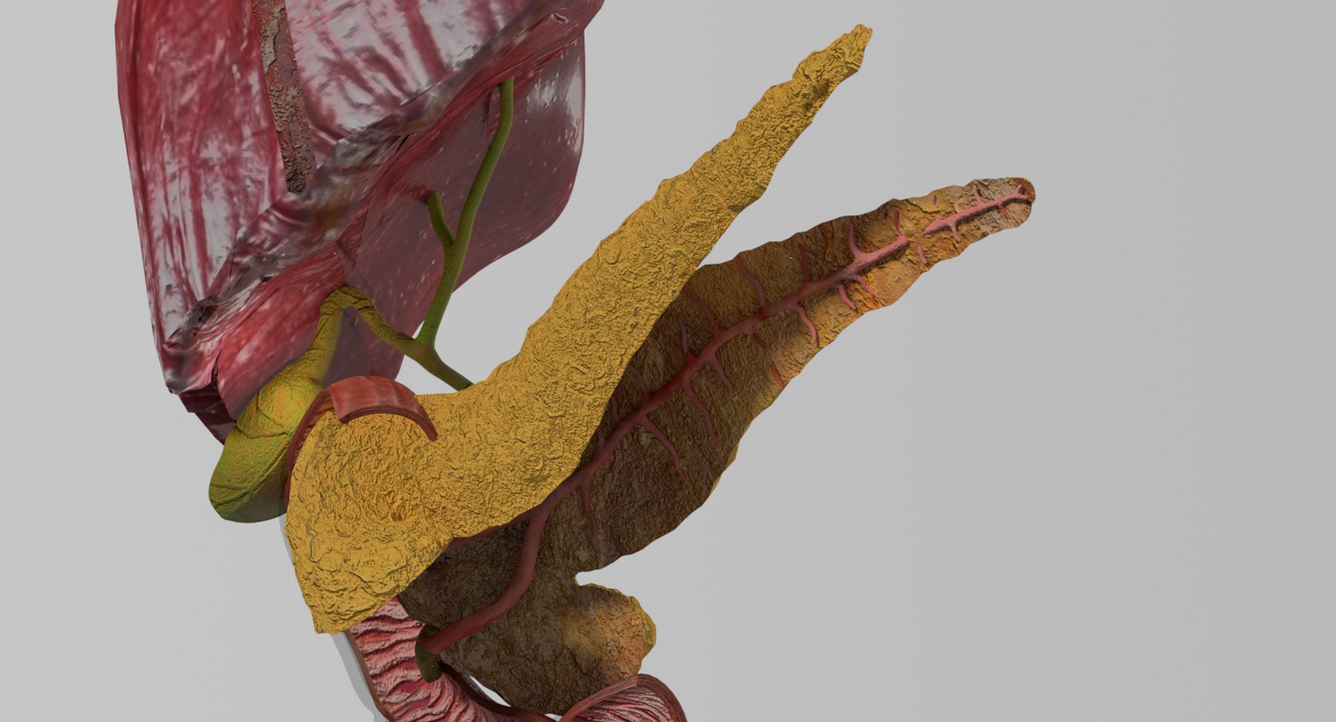 3D anatomy pancreas gall bladder https://p.turbosquid.com/ts-thumb/R4/Wzoc2e/nok94mm5/ps16/png/1550303870/1920x1080/fit_q87/34b44424a13dffed30a0c93db87873688c24e4eb/ps16.jpg