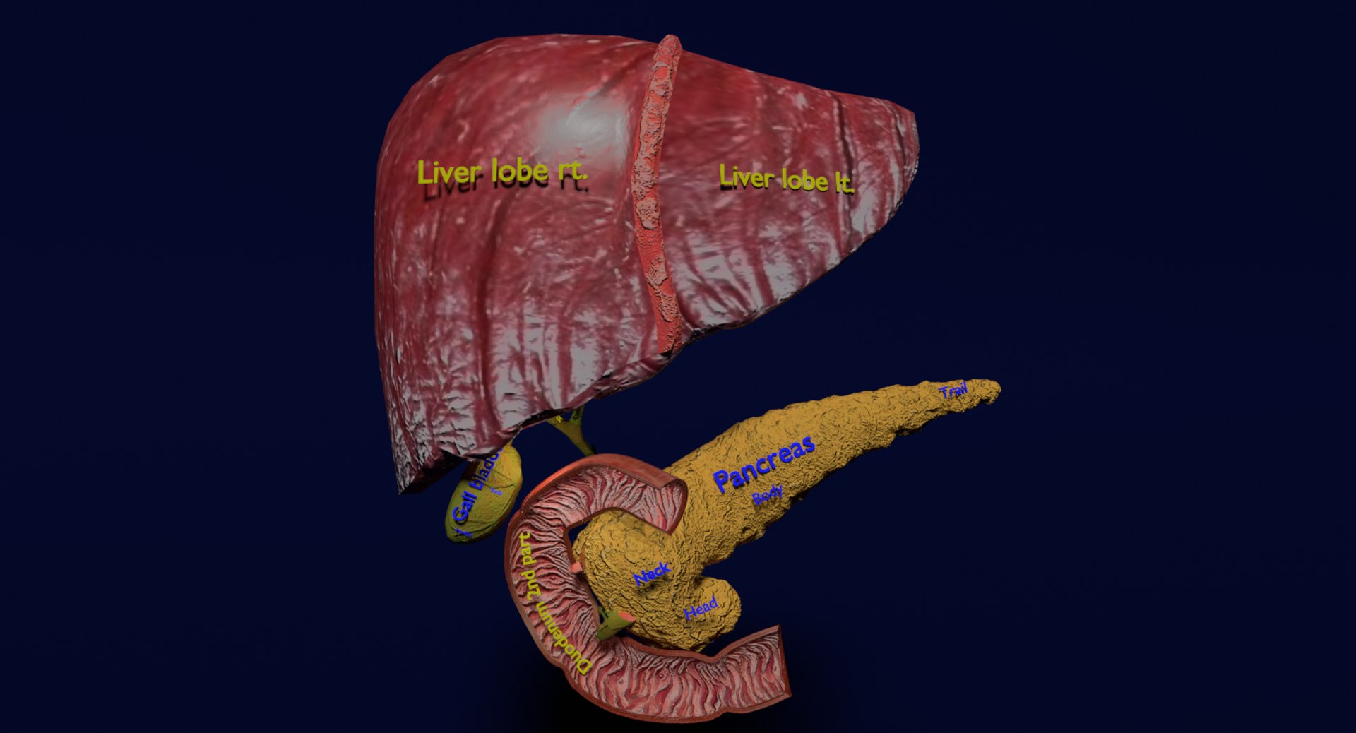 3D anatomy pancreas gall bladder https://p.turbosquid.com/ts-thumb/R4/Wzoc2e/snaOIEVS/2/png/1550303912/1920x1080/fit_q87/303eb06d6ca18898b70beed028450881bddc058c/2.jpg