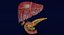 Hepato biliary tract pancreas gallbladder