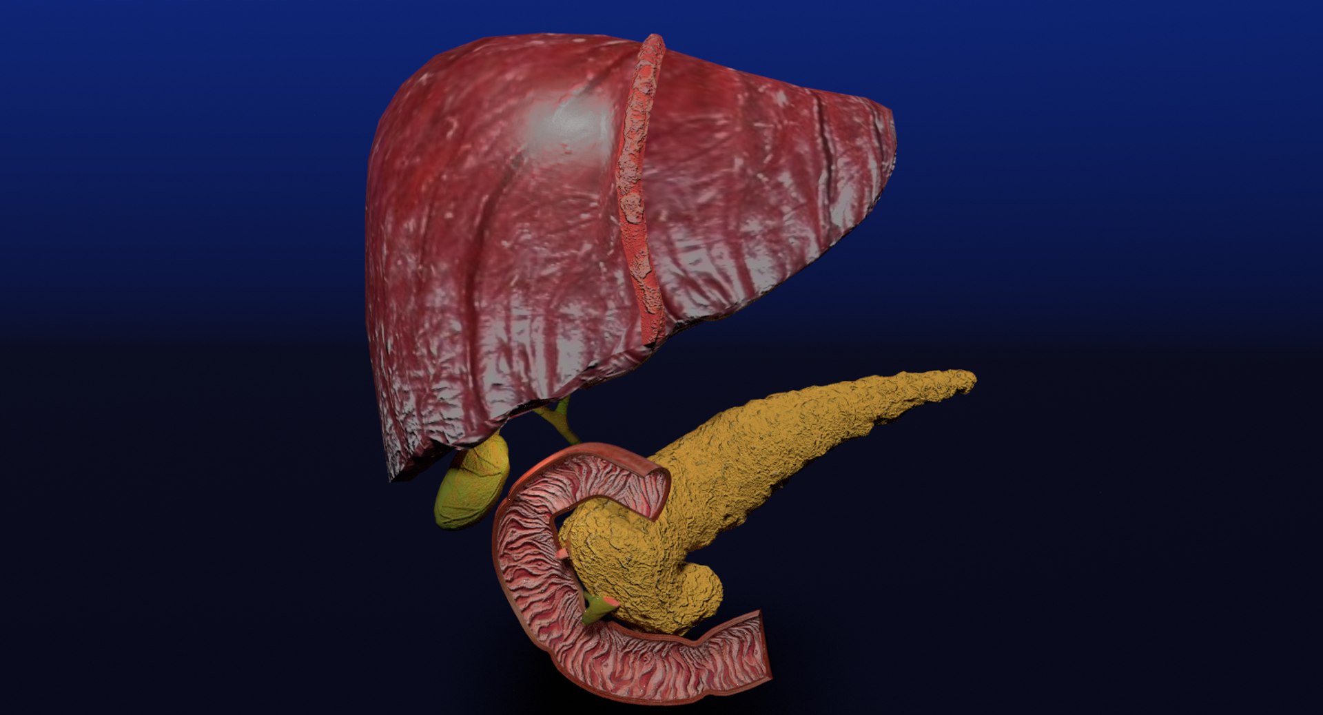 3D anatomy pancreas gall bladder https://p.turbosquid.com/ts-thumb/R4/Wzoc2e/t5Hf5qdd/5/png/1550303912/1920x1080/fit_q87/bf15328c5b43c29e2679798ee46bc53790b1ecac/5.jpg