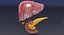 Hepato biliary tract pancreas gallbladder