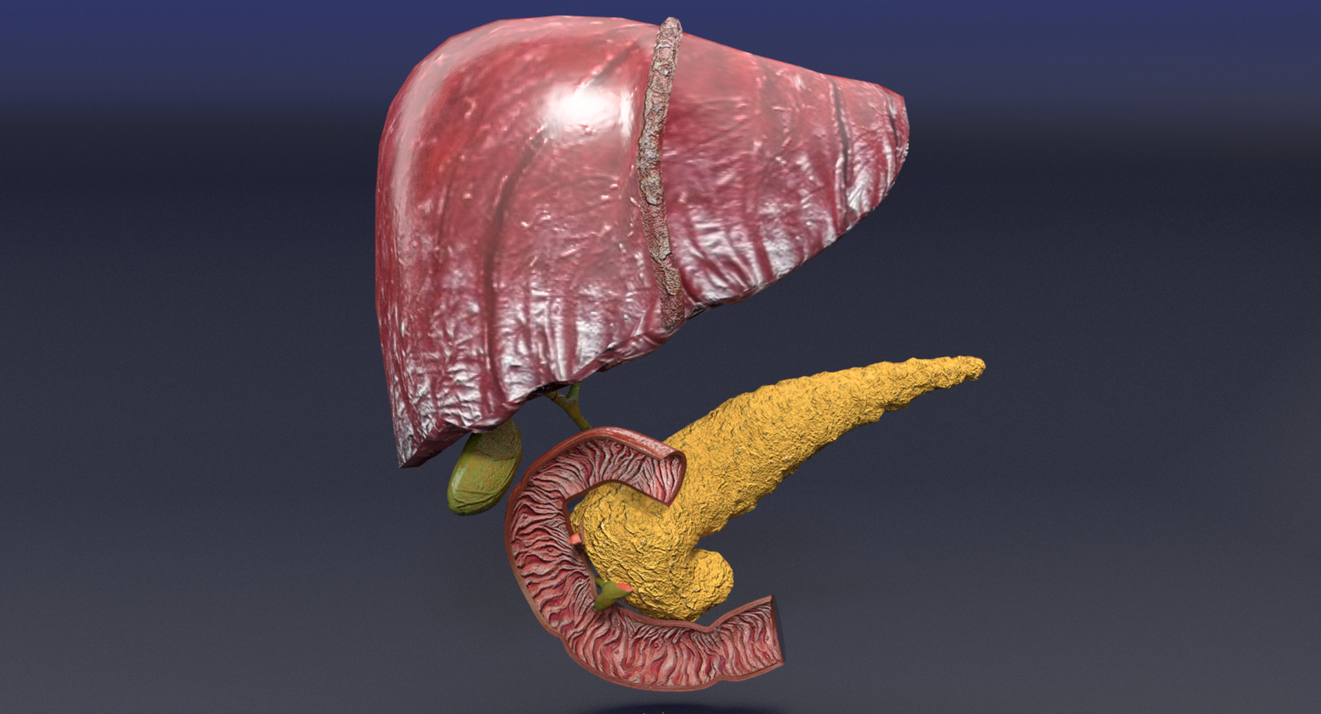 3D anatomy pancreas gall bladder https://p.turbosquid.com/ts-thumb/R4/Wzoc2e/wZpQuDjm/image/png/1550304590/1920x1080/turn_fit_q99/7a29a3ff08cea7dc2d5001916f12b75f2130680d/image-1.jpg