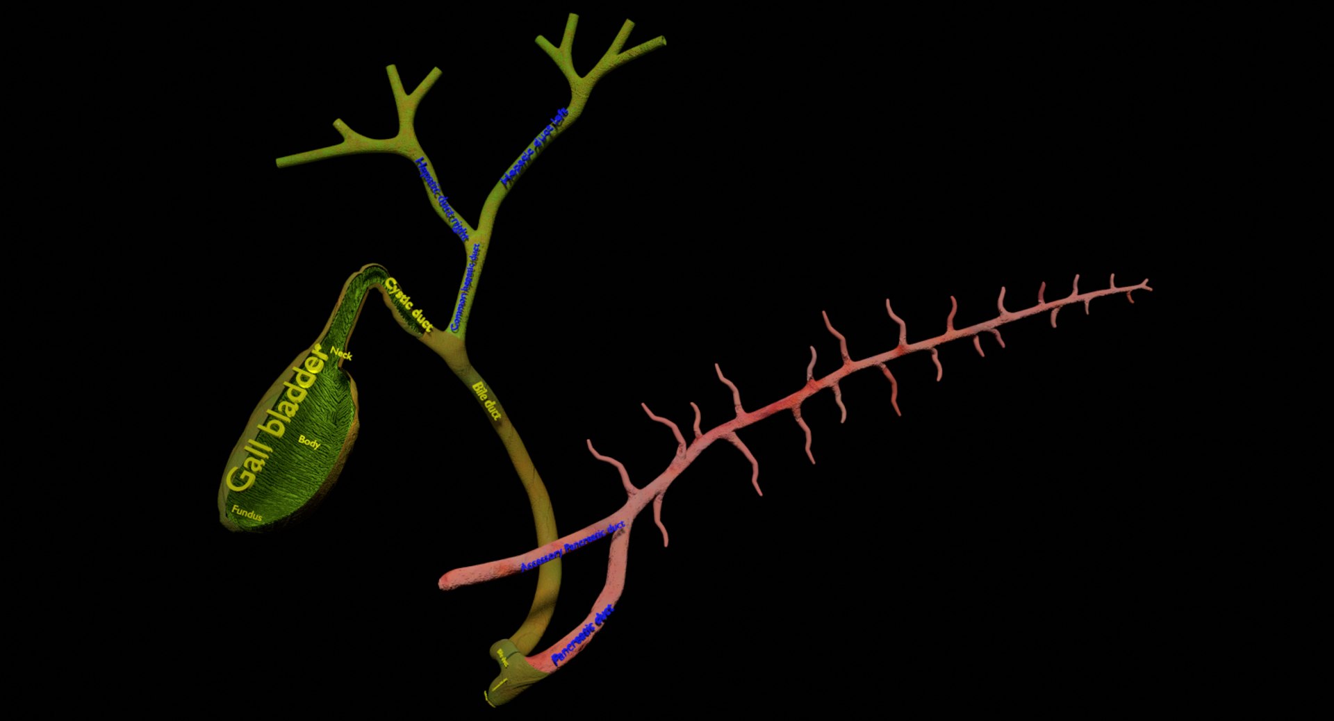 3D anatomy pancreas gall bladder https://p.turbosquid.com/ts-thumb/R4/Wzoc2e/xcVeybcE/ps8/png/1550303870/1920x1080/fit_q87/6a7b521c5a1514757ac65da354cfc3ade2a33b9f/ps8.jpg