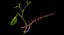 Hepato biliary tract pancreas gallbladder