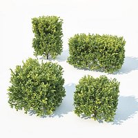 Buxus Sempervirens #7 Cubes