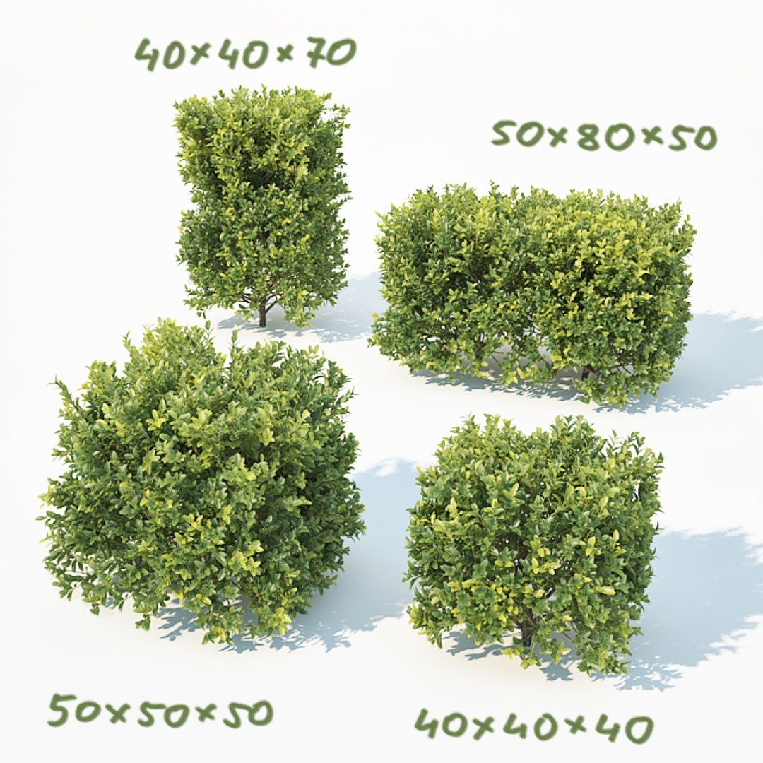 3D sempervirens buxus cube model https://p.turbosquid.com/ts-thumb/R4/YKxM1Q/M8gw554r/buxushedge6/jpg/1535966393/1920x1080/fit_q87/f96375027553c9147dcb40c6e22b833dd47a3a8e/buxushedge6.jpg