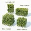 Buxus Sempervirens # 7 Cubes