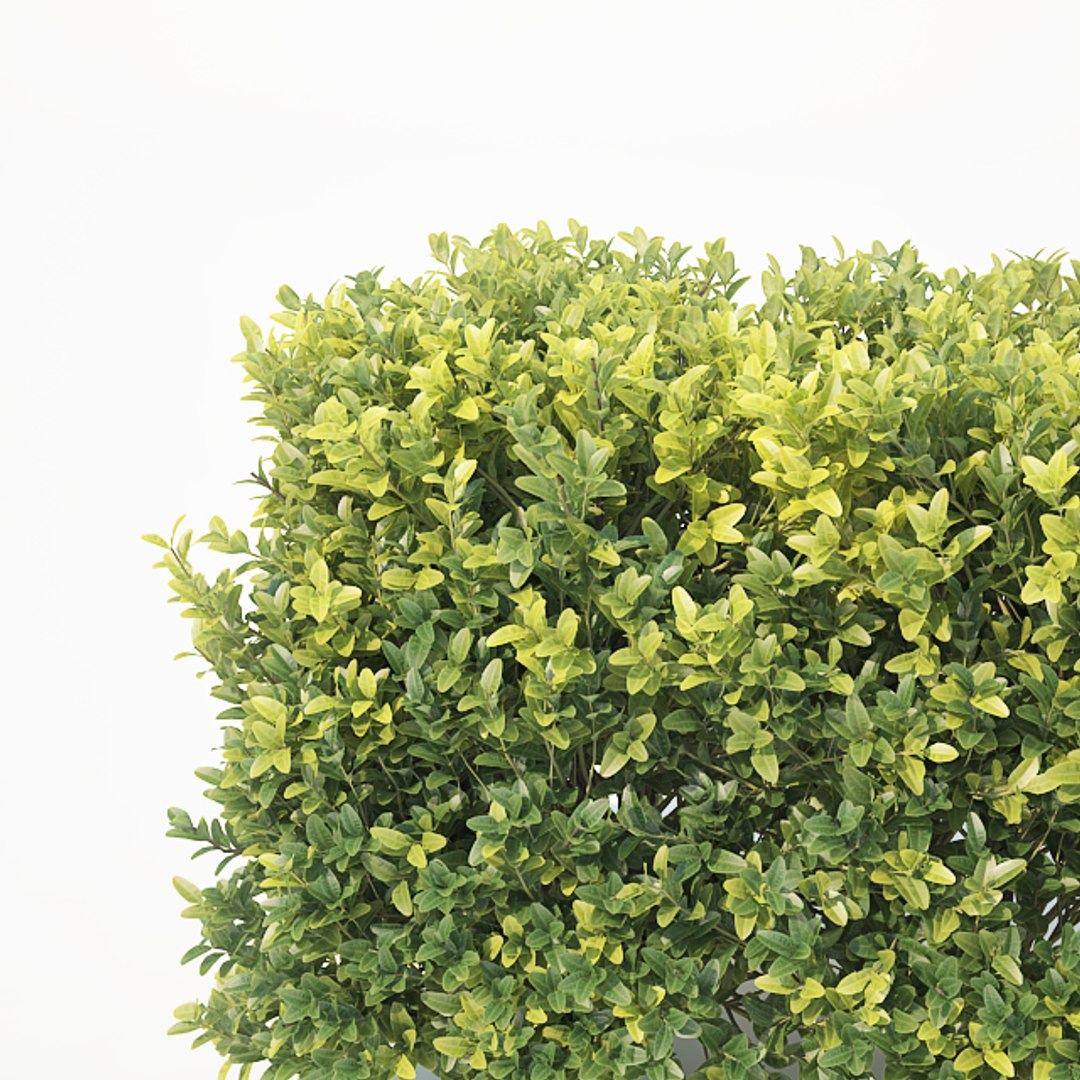 3D sempervirens buxus cube model https://p.turbosquid.com/ts-thumb/R4/YKxM1Q/tQWsNKJe/buxushedge2/jpg/1535966393/1920x1080/fit_q87/5d9f2664980b4c0cc20a938b0af339f7ede5fe82/buxushedge2.jpg