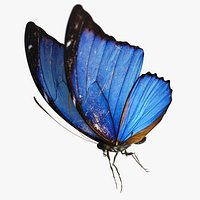 Blue Morpho Butterfly