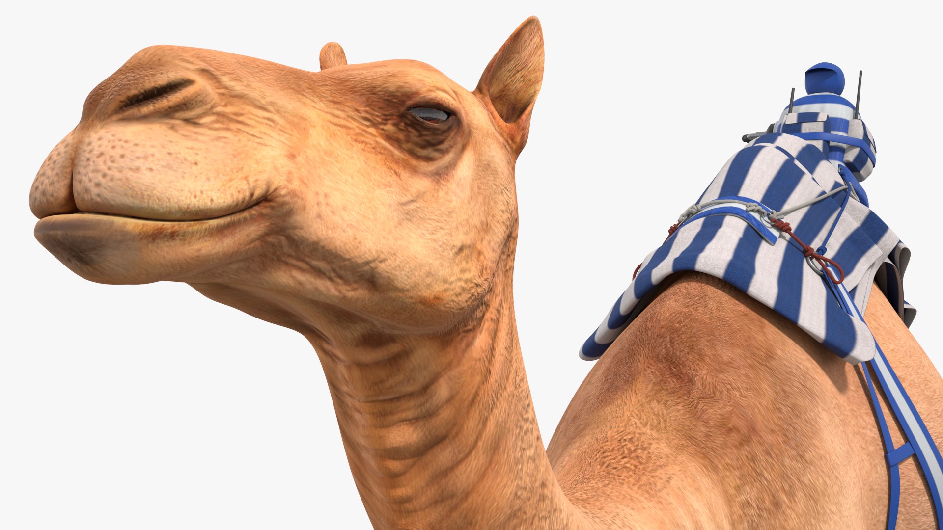 Mounted Racing Setup on Camel 3D model https://p.turbosquid.com/ts-thumb/R4/kNS3HT/Ok/mounted_racing_setup_on_camel_007/jpg/1757915185/1920x1080/fit_q87/5942ce20d7a75385d64dde1942c8848c420c5e60/mounted_racing_setup_on_camel_007.jpg