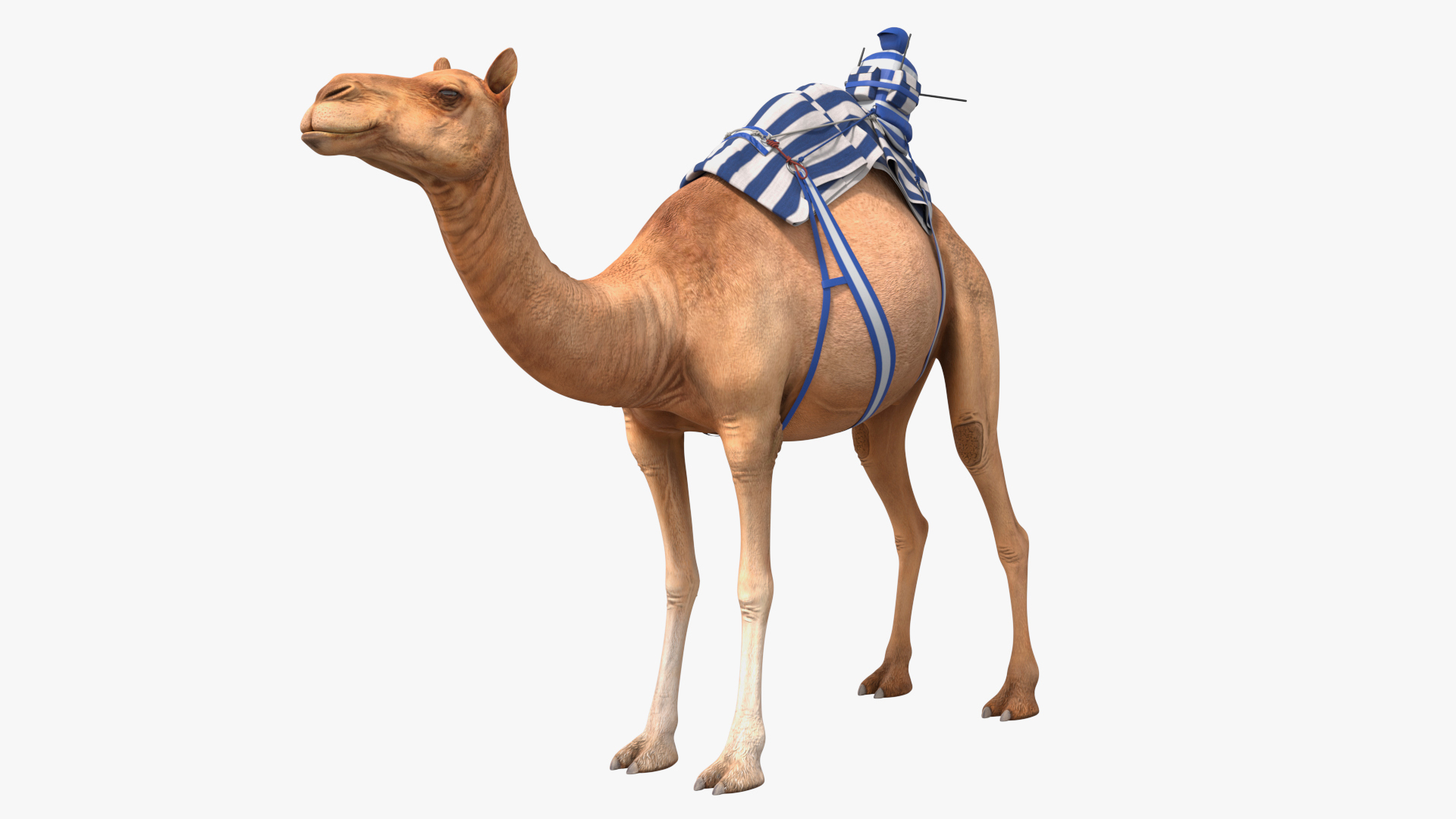Mounted Racing Setup on Camel 3D model https://p.turbosquid.com/ts-thumb/R4/kNS3HT/f6/mounted_racing_setup_on_camel_360/jpg/1757915090/1920x1080/turn_fit_q99/66b469b48cbbaac321f860ddcec7acae2c5cd6a7/mounted_racing_setup_on_camel_360-1.jpg