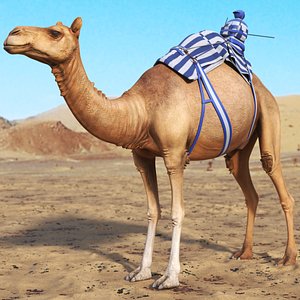 Mounted Racing Setup on Camel 3D model