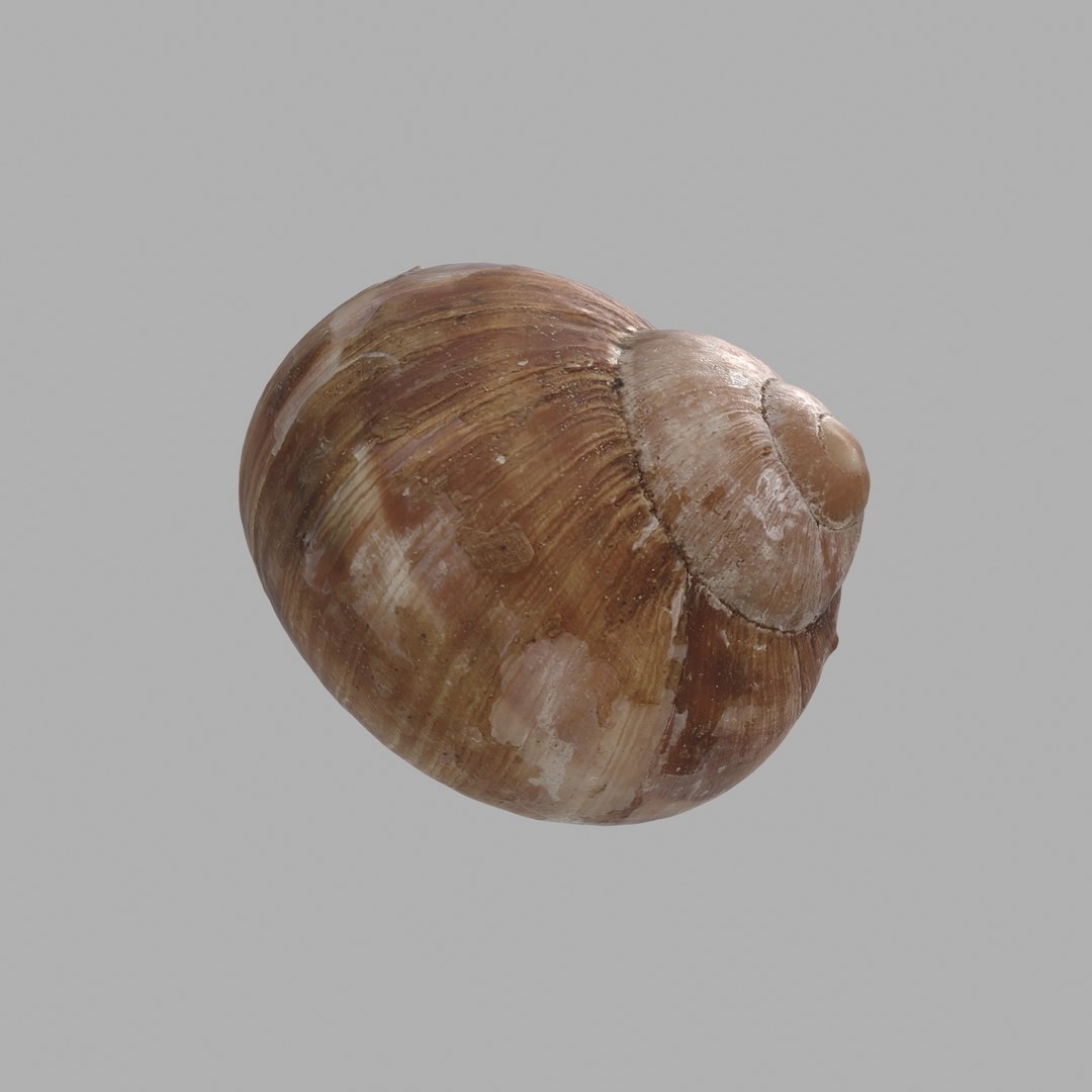 snail shell model https://p.turbosquid.com/ts-thumb/R4/utKgT2/NbKAvkgx/04/jpg/1509961030/1920x1080/fit_q87/d9c80229eaa1502dccf15981bf45488e7132bdc7/04.jpg