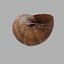 Concha de Caracol 01