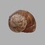 Concha de Caracol 01